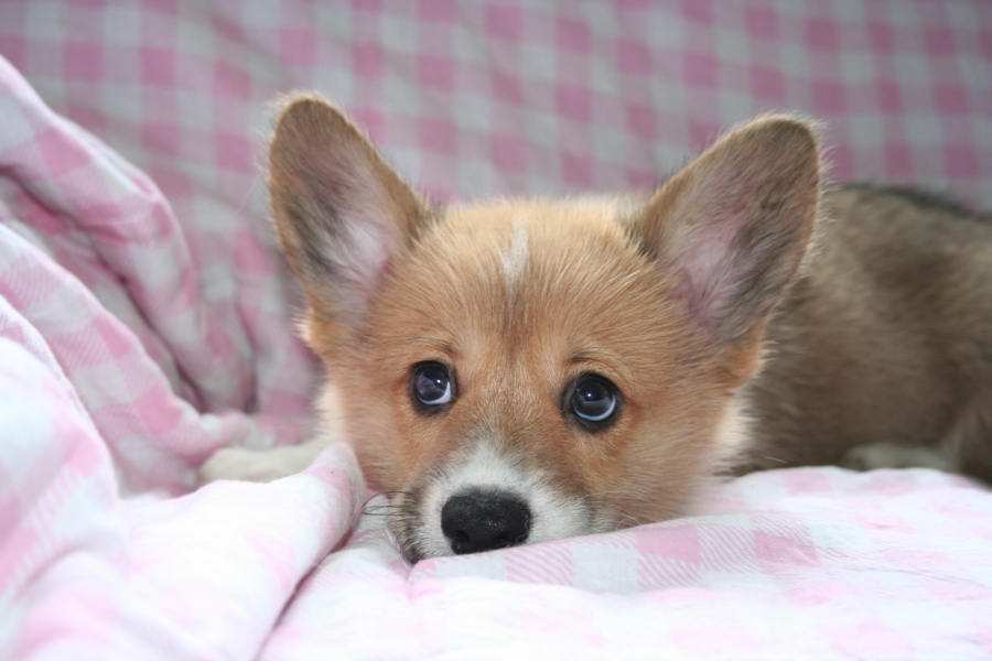 Puppies